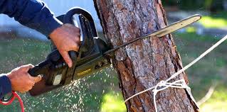 How Our Tree Care Process Works  in Thousand Oaks, CA